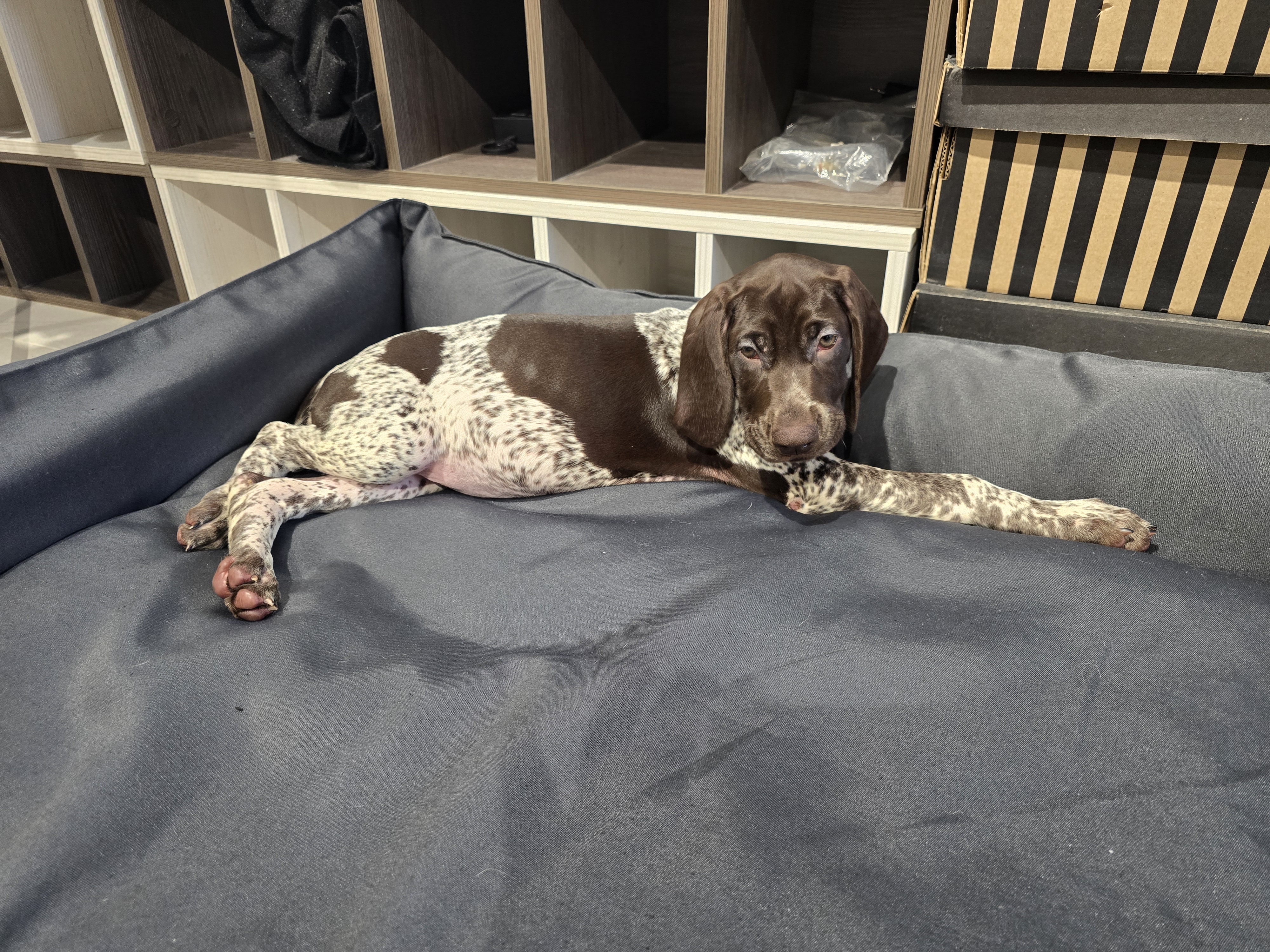 Веста март 2025