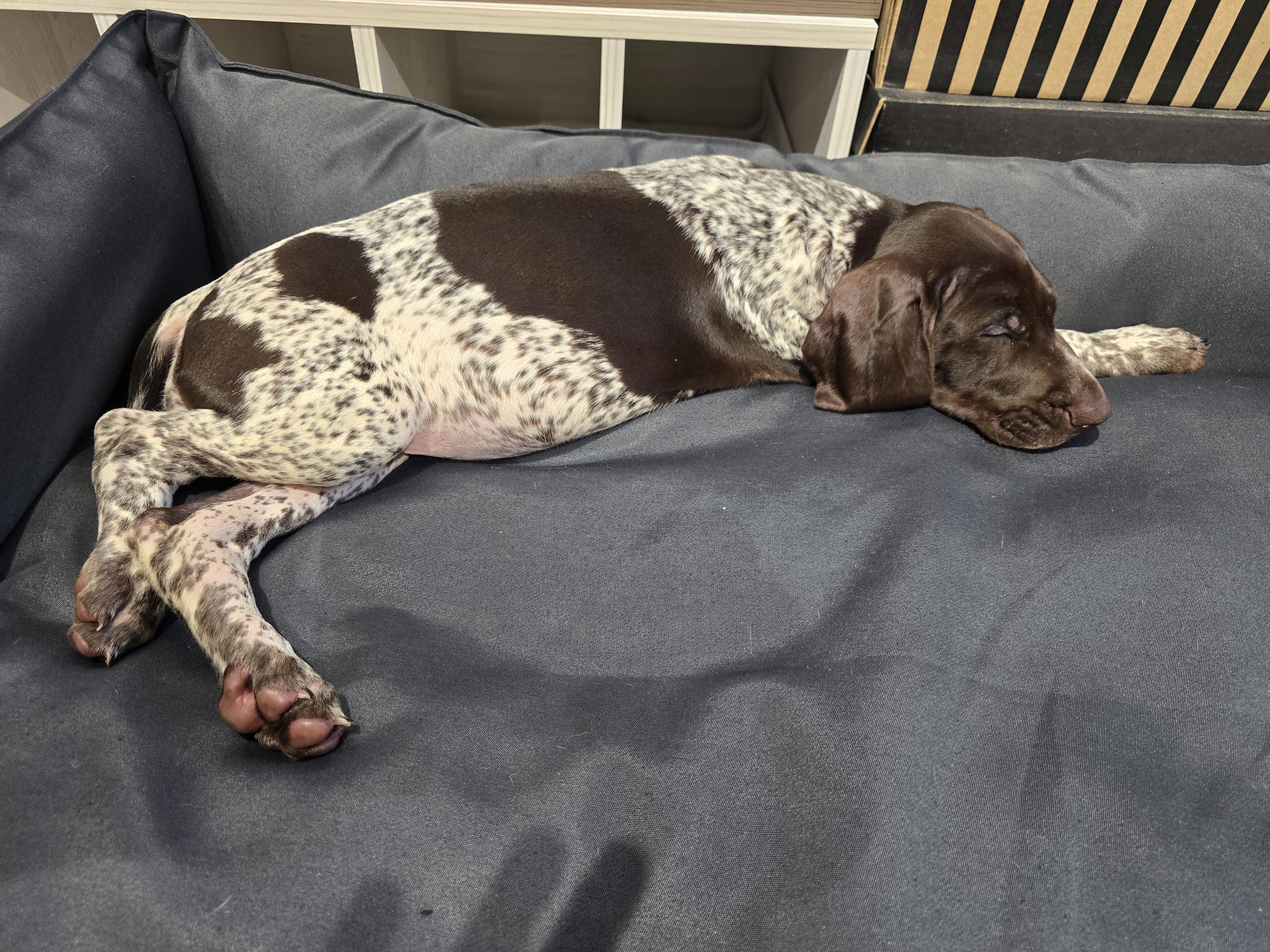 Малышка Веста