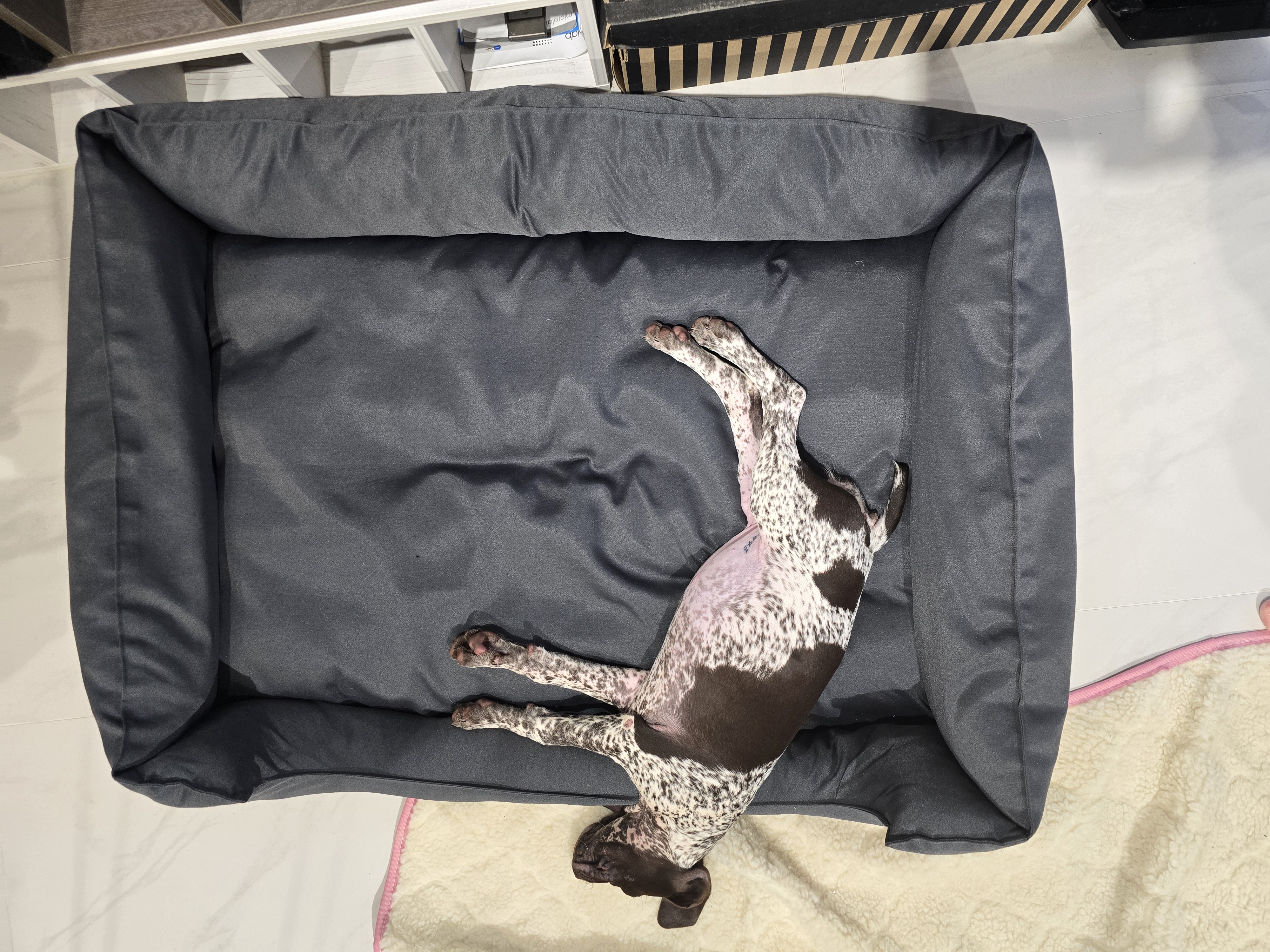 Веста отдыхает