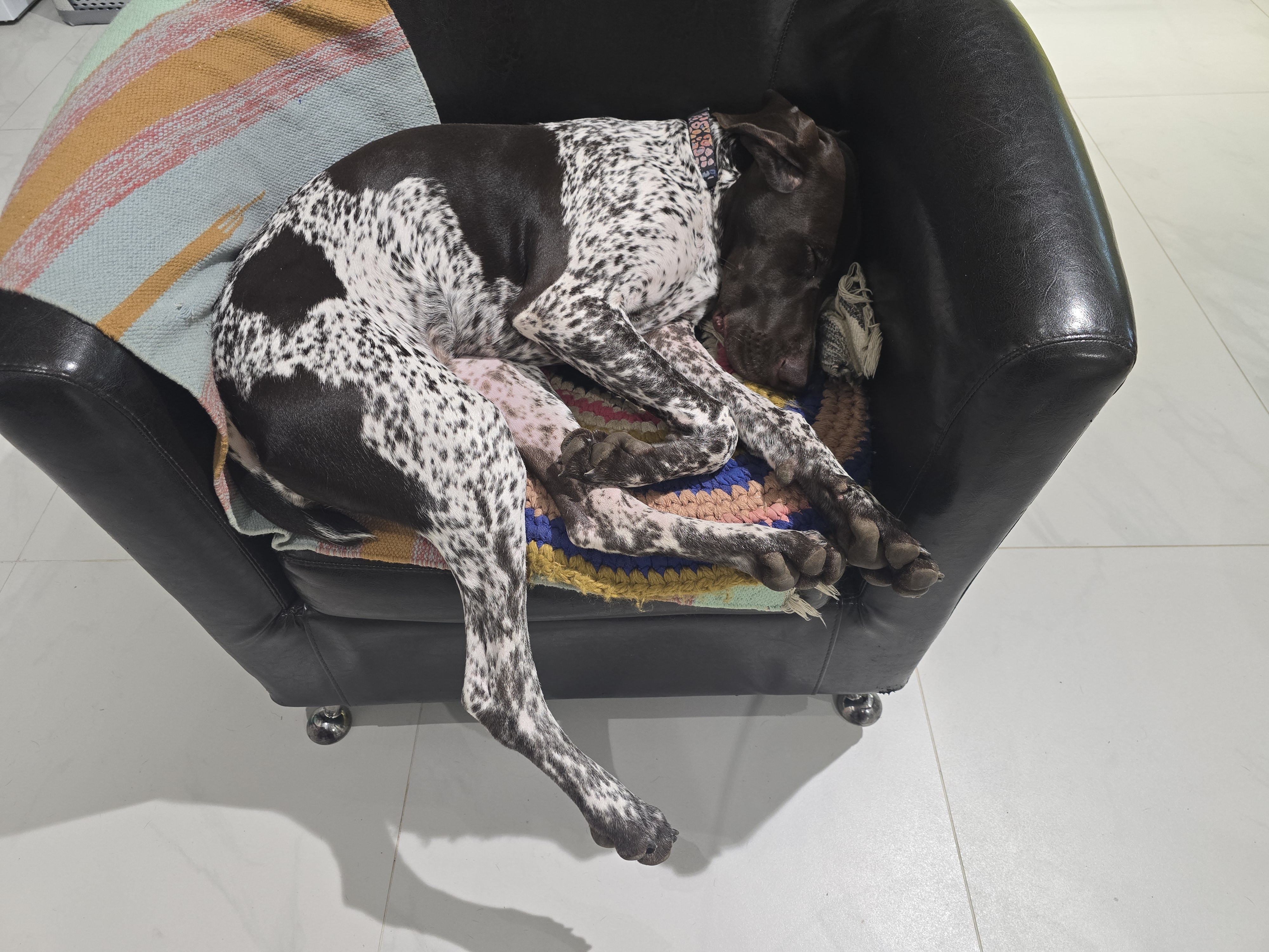 Ночная Веста