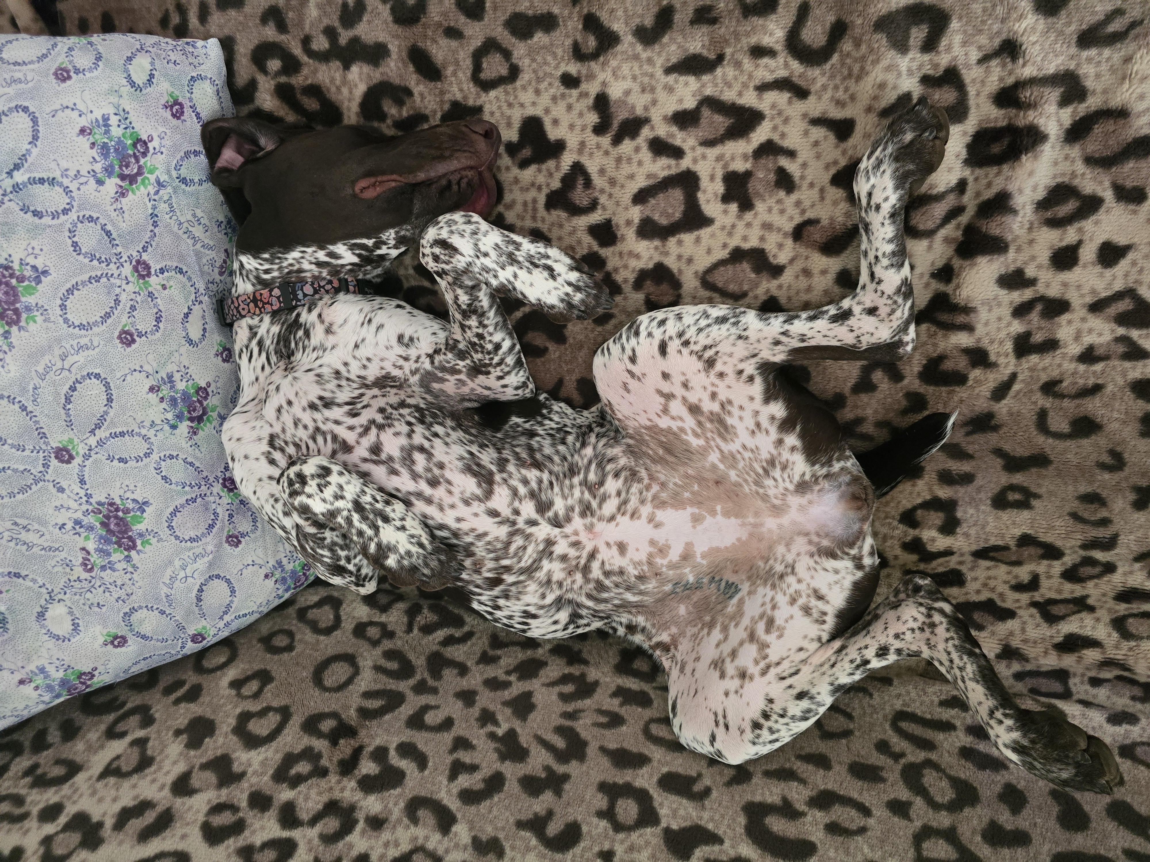 Утро август