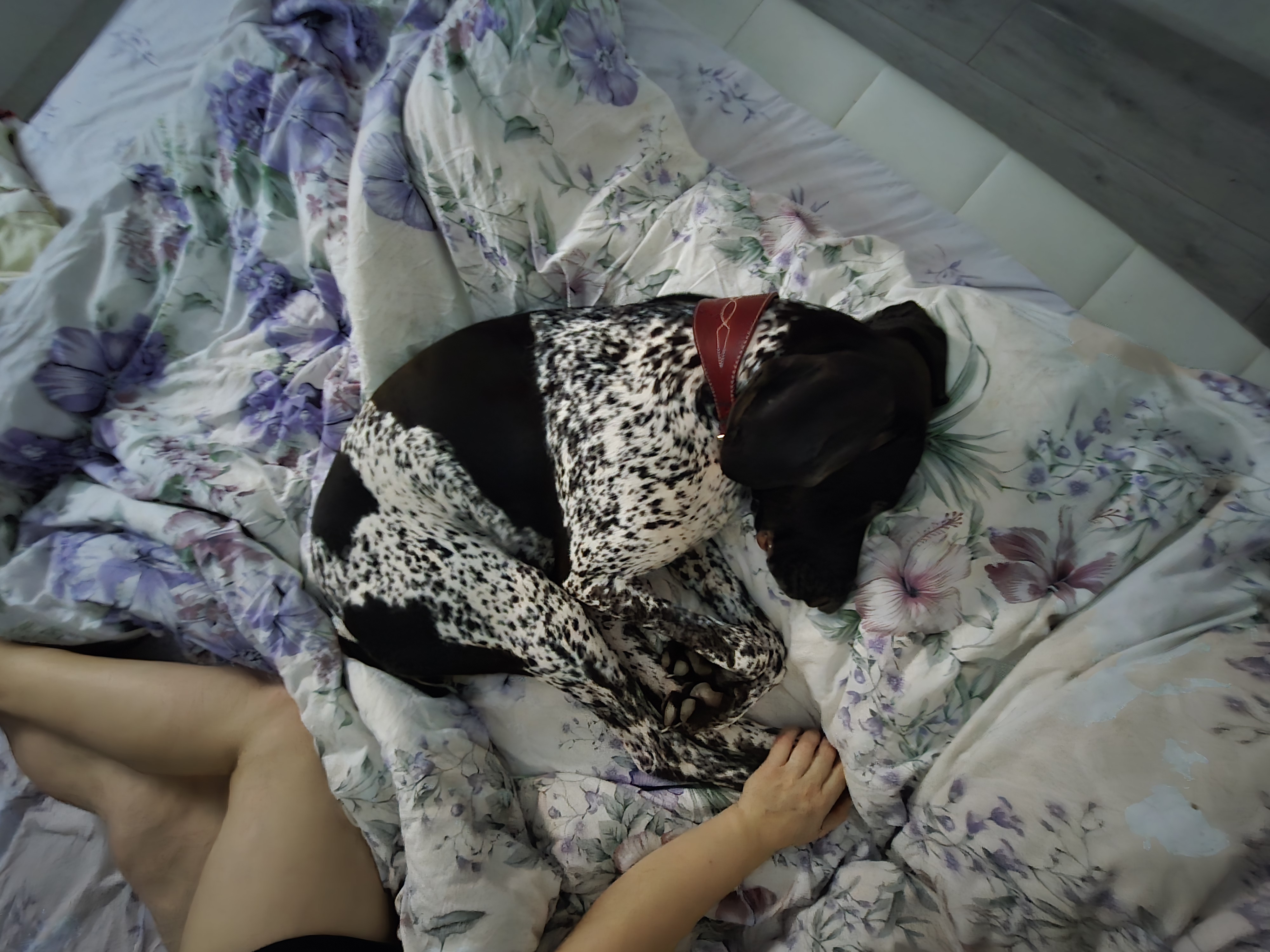 День рождения Весты